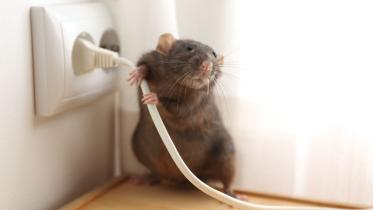 Dératiser un immeuble : se débarrasser des rats et souris