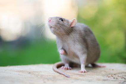 Comment proteger son habitation des rats et des souris.