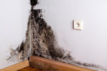 Comment lutter contre la moisissure sur vos murs ?