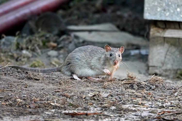 Des rats prolifèrent dans le jardin de votre voisin, la mairie peut-elle  intervenir ?